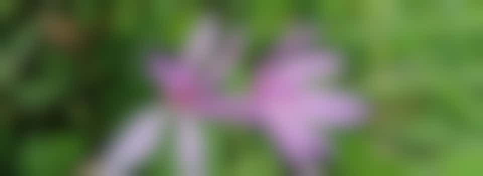 Meadow Saffron Survey