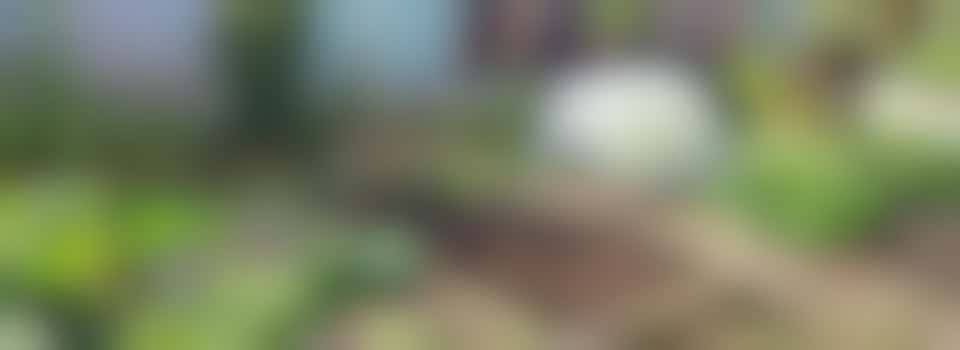 Community Garden Co-ordinator volunteer