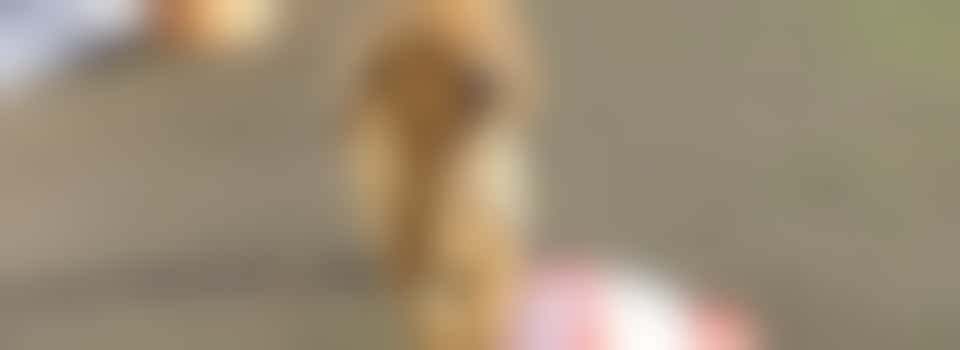 Events & Fundraising Volunteer