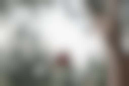 Tuindecoratie ophangen!