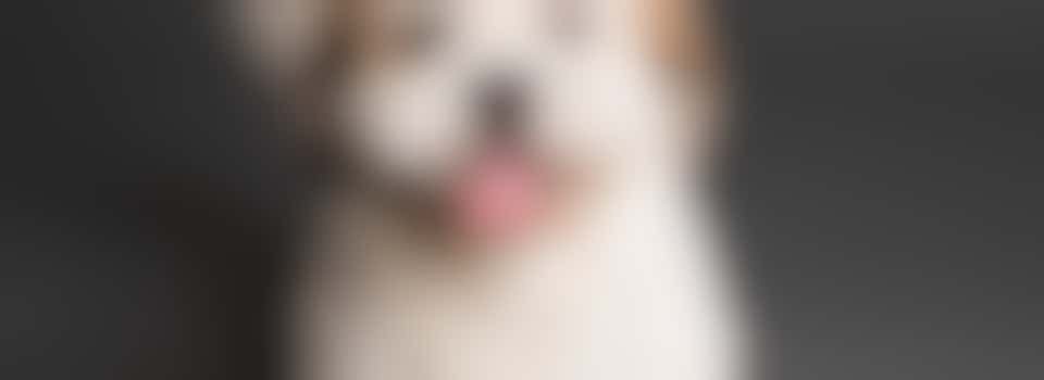 Tijdelijk hulp gezocht voor het uitlaten van Boris!