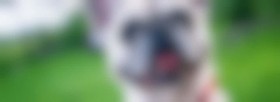 Hou jij van Franse bulldogjes?