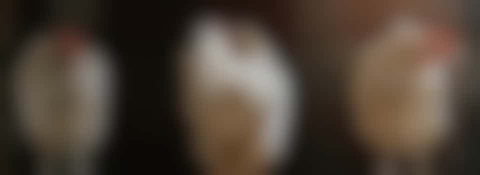 Kippenhok vervoeren naar de stort!