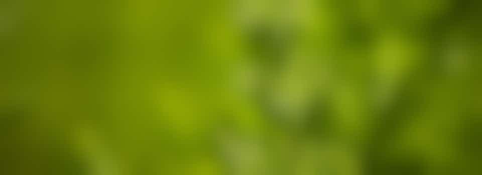 Kom jij die vervelende Heermoes weghalen tussen de tegels?