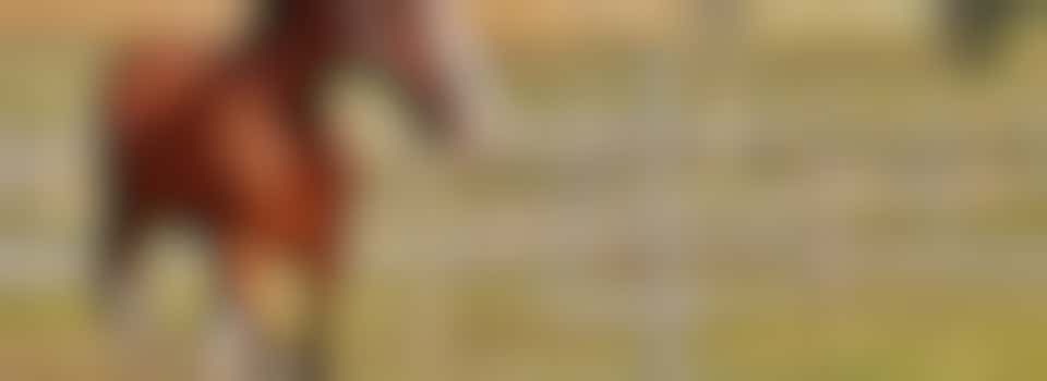 Hou jij van paarden? Wellicht is dit dan de perfecte vacature voor jou!