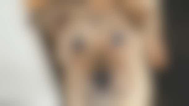 Ik wil graag een blokje om!