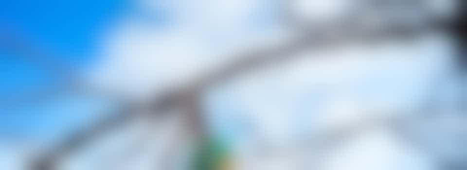 Een boom snoeien, is dat iets voor jou? Dan komen we graag in contact