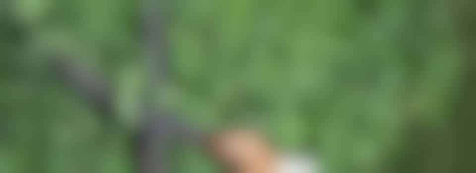 Even lekker buiten bezig zijn? Deze heg kan jouw hulp goed gebruiken!