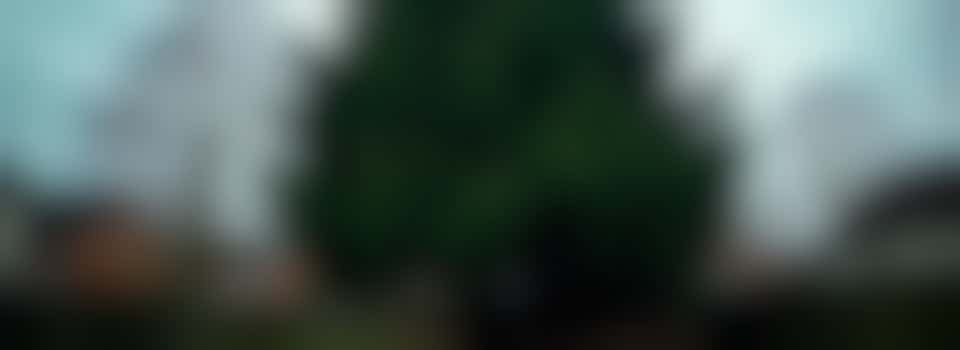 Kersenboogerd zoekt tuinheld: snoeien zonder ladder angst!