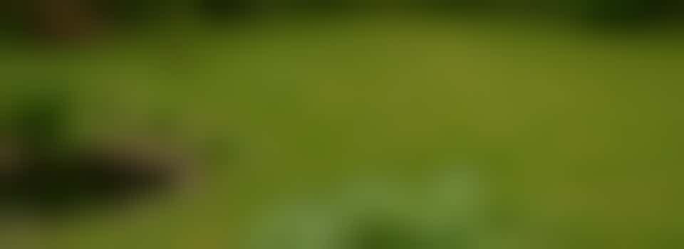 Weet jij raad met dit tuintje? Mevrouw zoekt jouw hulp én advies