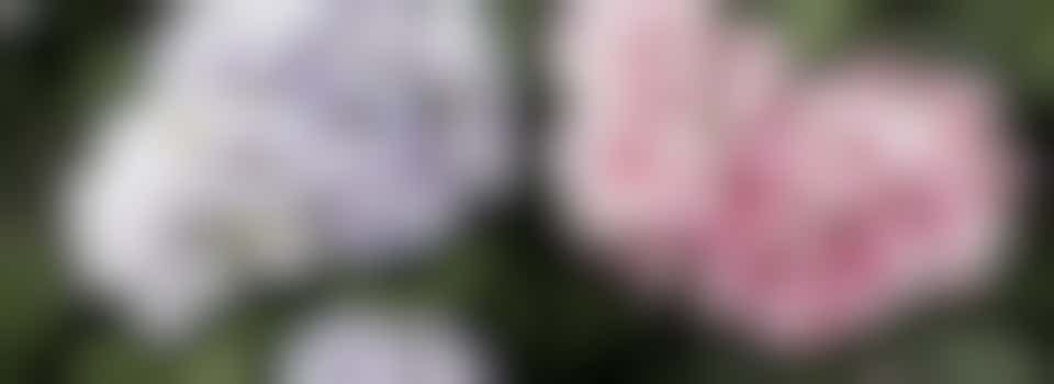 Tuinieren zonder stress: help jij mee met de kleine klusjes?