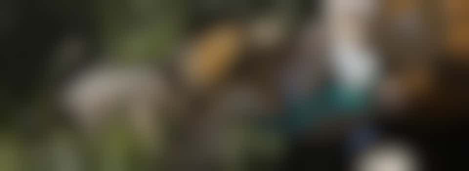 Snuffelmaatje gezocht! Wandelen met een lief hondje in Enkhuizen