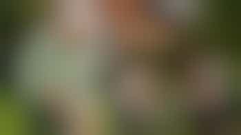 Hulp bij tuinonderhoud (onkruid wieden en bijhouden tuin)