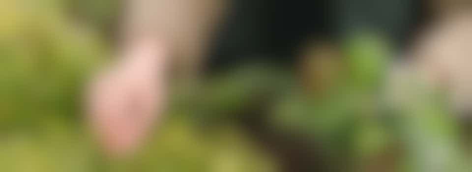 Onkruid weghalen uit de tuin!