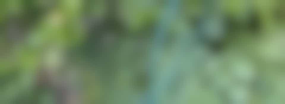 Alleenstaande moeder van 2 peuters, zoekt vrijwilliger voor opknappen van tuin