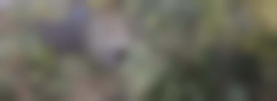 Vrijwilliger gezocht voor tuinonderhoud